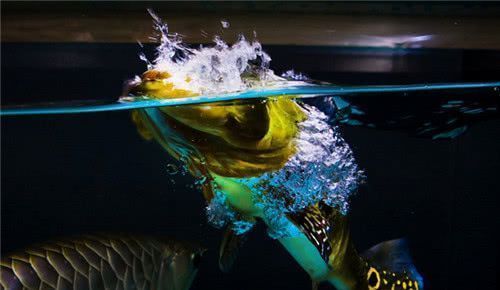 龍魚和巴西亞打仗：龍魚和巴西亞可以混養(yǎng)