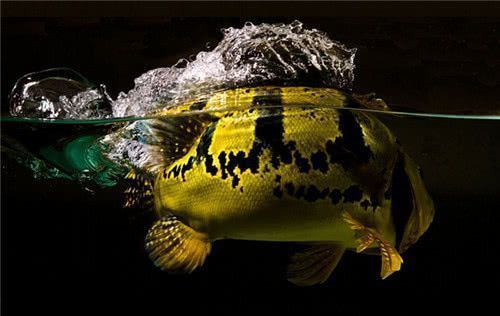 龍魚和巴西亞打仗：龍魚和巴西亞可以混養(yǎng)