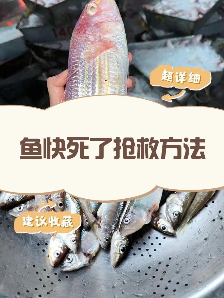 龍魚缺氧時如何急救？