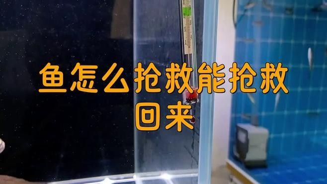 龍魚缺氧時如何急救？