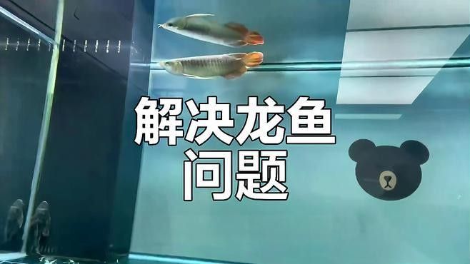 龍魚缺氧時如何急救？