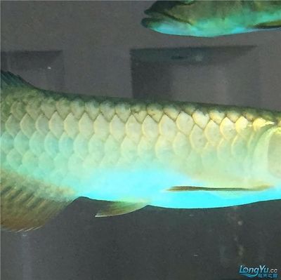 龍魚呆在角落不動的原因（龍魚呆在角落不動可能由多種因素引起，可能是多種因素引起）