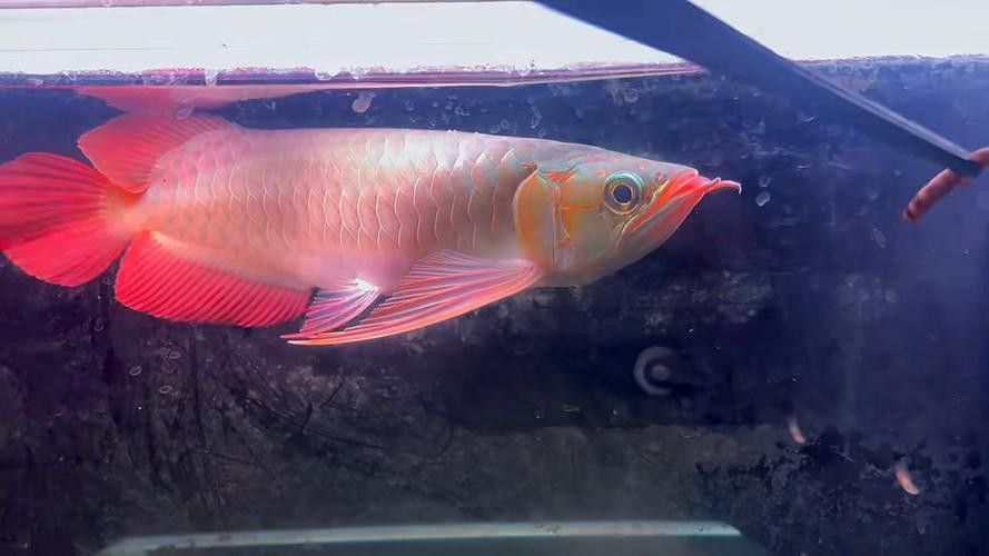 大湖紅龍魚特點介紹圖片