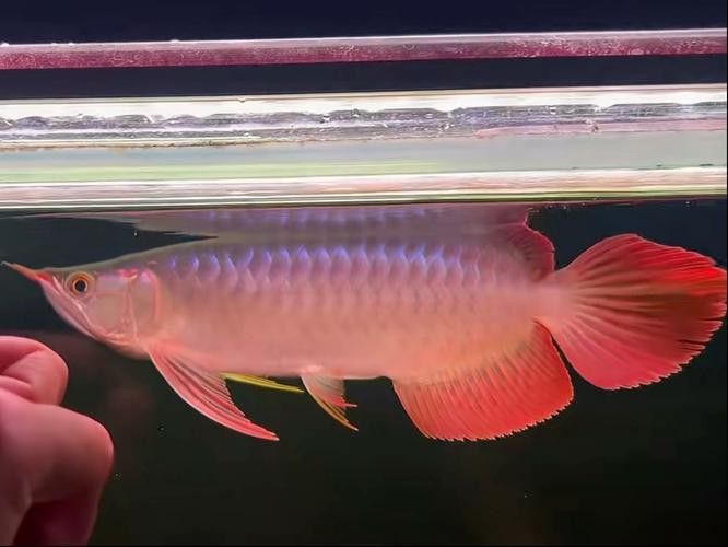 大湖紅龍魚特點介紹圖片