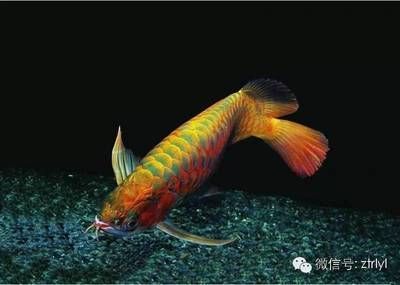 為什么喜歡龍魚呢：為什么人們喜歡養(yǎng)龍魚？