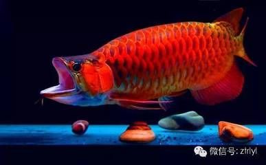 為什么喜歡龍魚呢：為什么人們喜歡養(yǎng)龍魚？