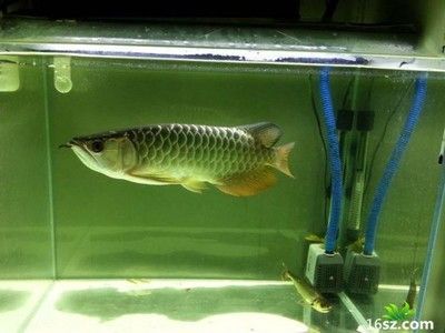 龍魚幼魚時期特征：龍魚幼魚時期的生態特征主要體現在以下幾個方面