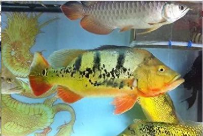 龍魚配魚中層魚：虎魚與龍魚混養注意事項虎魚與龍魚混養注意事項