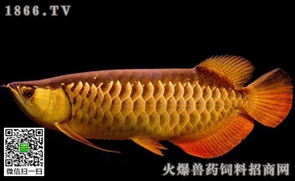 高陽世家龍魚價(jià)格多少一條：關(guān)于高陽世家龍魚的價(jià)格信息高陽世家龍魚價(jià)格信息