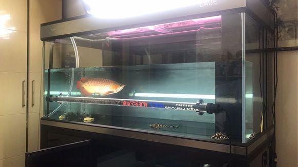 高陽世家龍魚價(jià)格多少一條：關(guān)于高陽世家龍魚的價(jià)格信息高陽世家龍魚價(jià)格信息