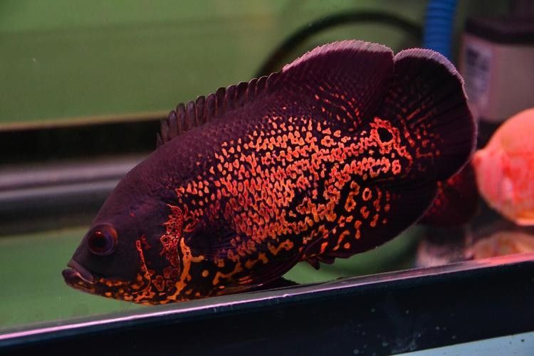 七彩銀龍魚怎么樣