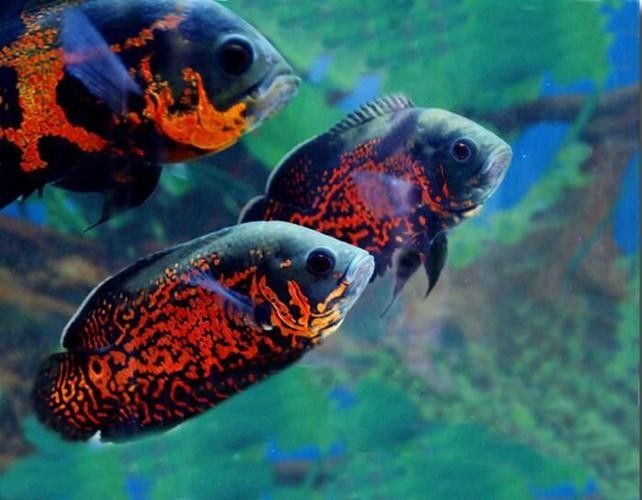 七彩銀龍魚怎么樣