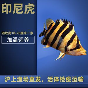 能和龍魚虎魚混養的魚品種有哪些：可以與龍魚、虎魚混養的魚品種：與龍魚混養的魚品種