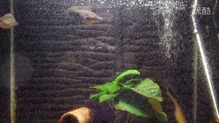 雷龍魚幼魚，雷龍魚幼魚成長環(huán)境布置，如何防止雷龍魚自相殘殺？