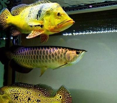 龍魚喂養成本高嗎知乎：龍魚喂養成本高嗎