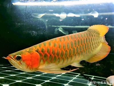 金龍魚為什么咬人：金龍魚為什么咬人，