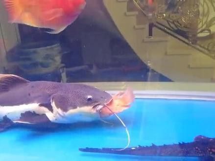 招財貓魚吃金龍魚視頻 招財貓魚吃金龍魚視頻 龍魚百科 第2張
