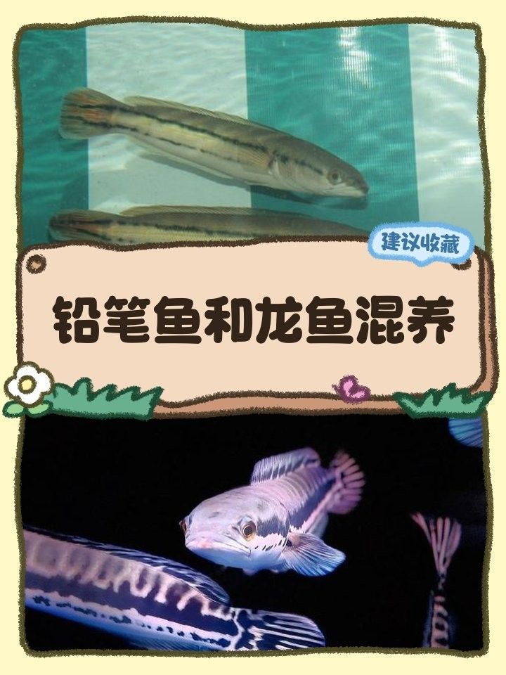 龍魚和鉛筆能混養(yǎng)嗎