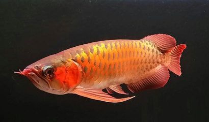 龍魚(yú)品質(zhì)排行：龍魚(yú)品質(zhì)排行列表對(duì)于龍魚(yú)品質(zhì)的排行