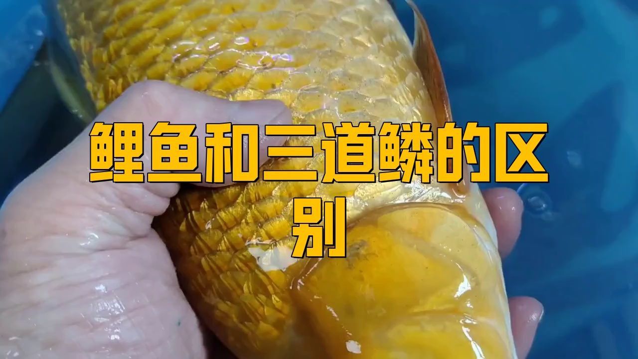 鯉魚和三道鱗的區別