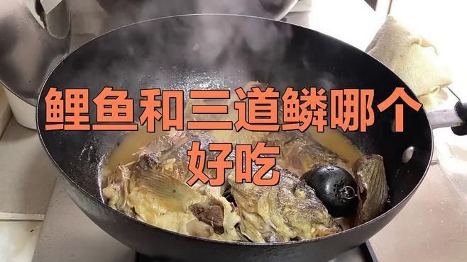 鯉魚和三道鱗的區別