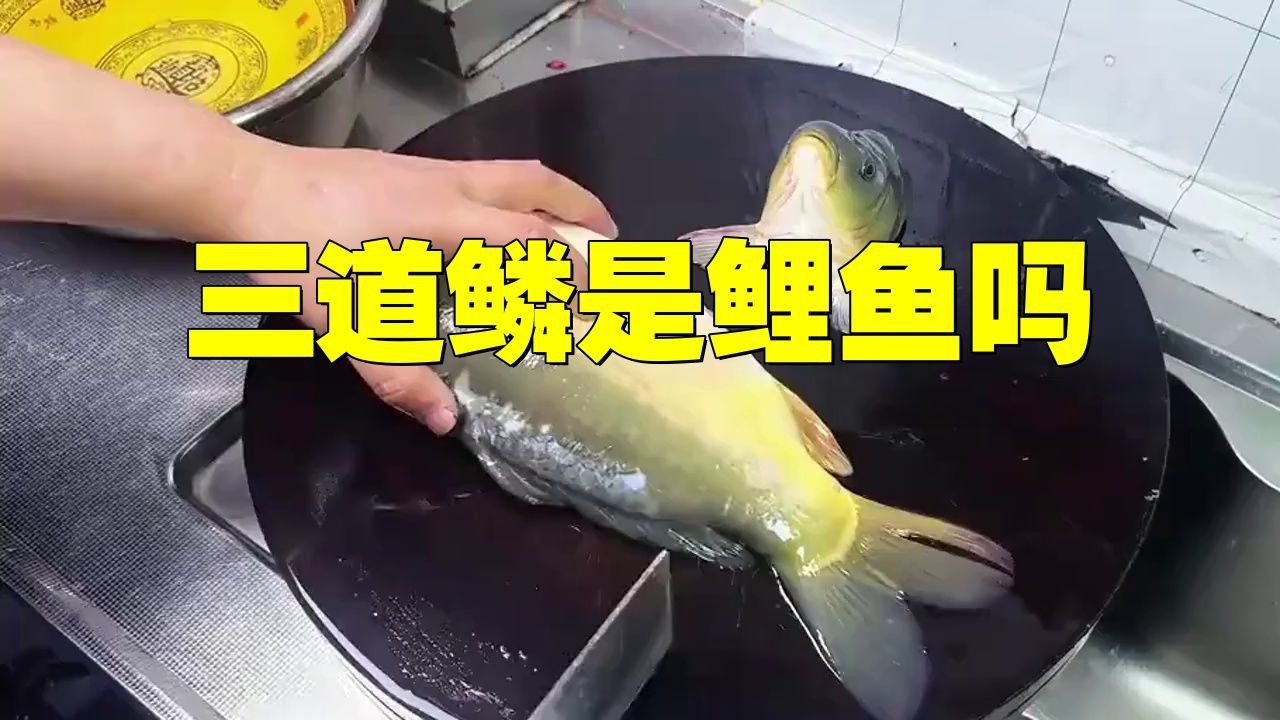 鯉魚和三道鱗的區別