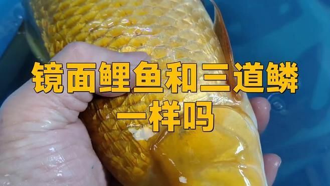 鯉魚和三道鱗的區別