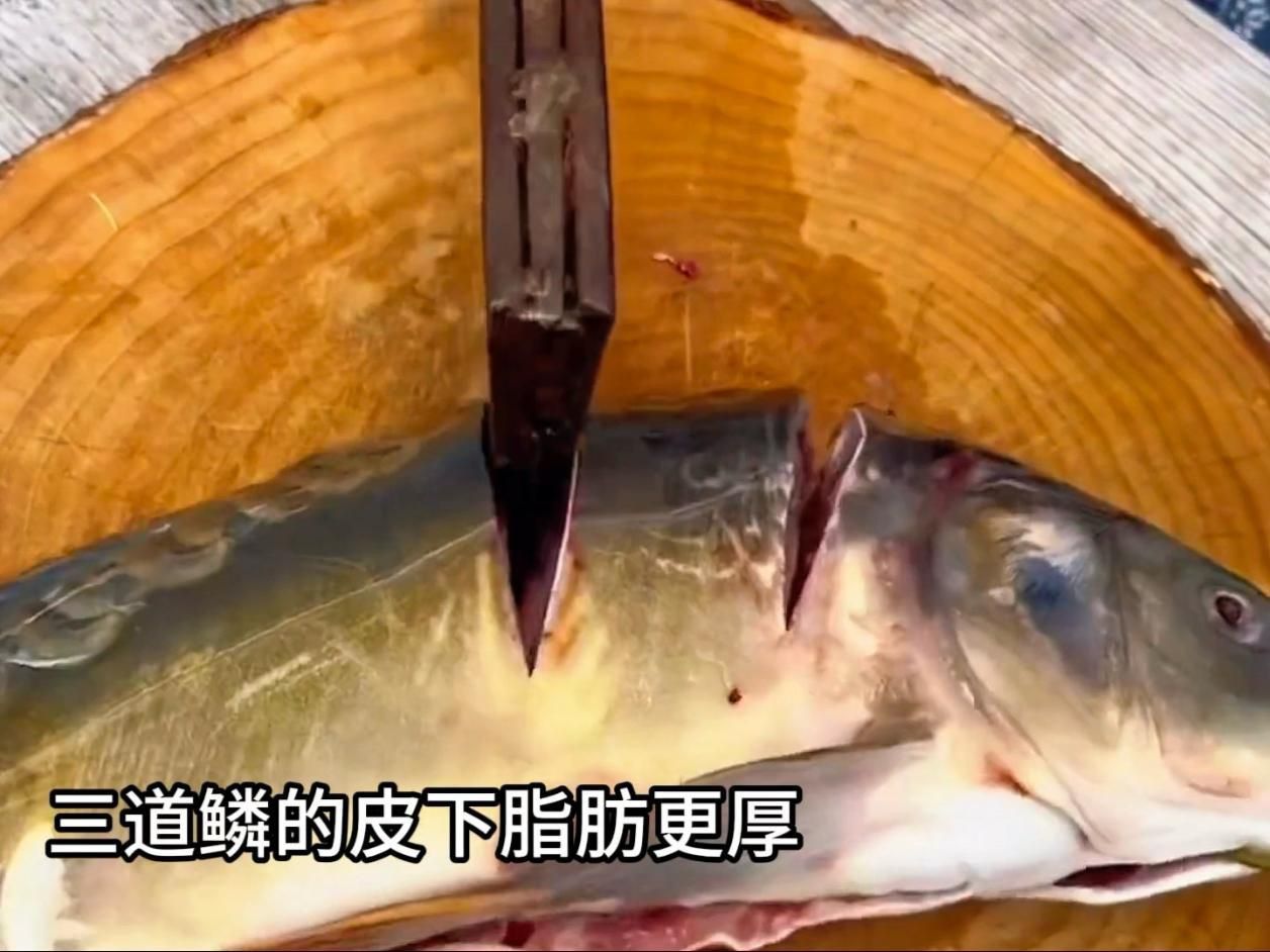 鯉魚和三道鱗的區別