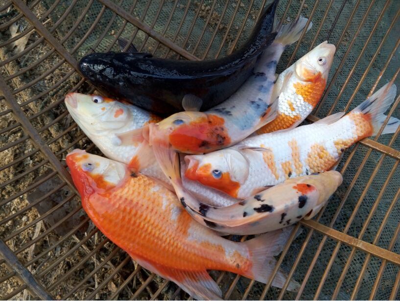 養(yǎng)龍魚魚缸寬度50可以嗎：龍魚缸寬度不足的嚴(yán)重后果及科學(xué)飼養(yǎng)指南