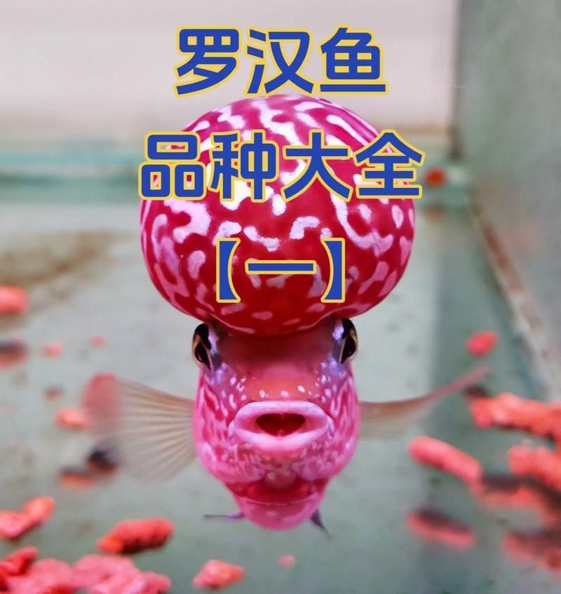 羅漢魚(yú)常見(jiàn)品種圖鑒