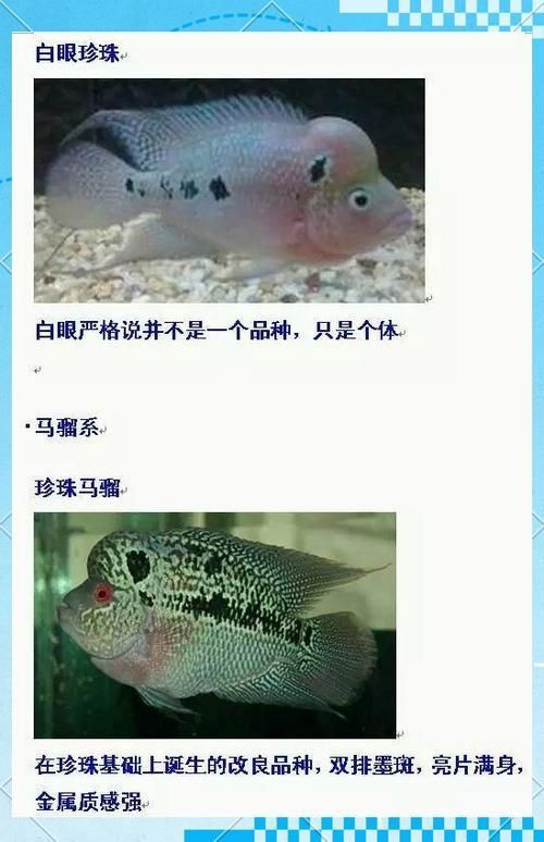 羅漢魚(yú)常見(jiàn)品種圖鑒