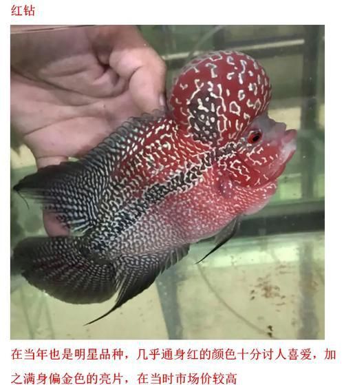 羅漢魚(yú)常見(jiàn)品種圖鑒