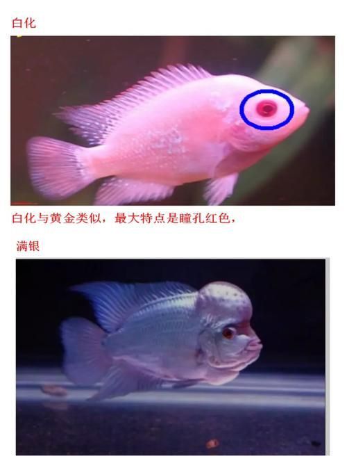 羅漢魚(yú)常見(jiàn)品種圖鑒