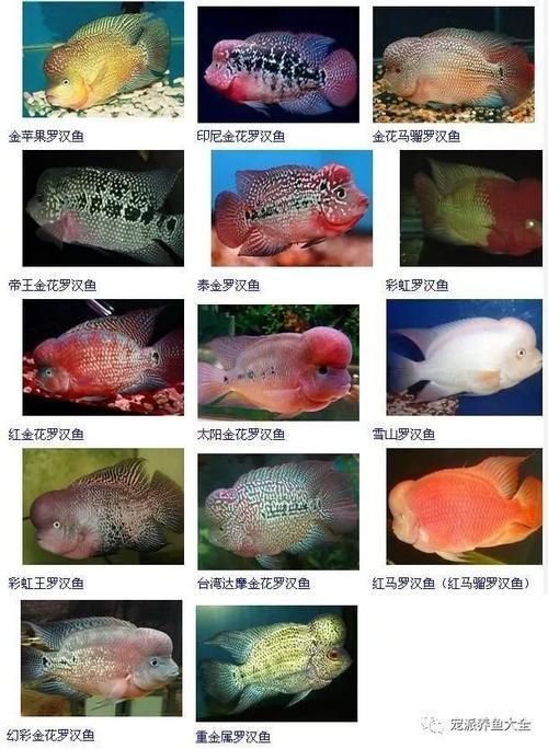 羅漢魚(yú)常見(jiàn)品種圖鑒