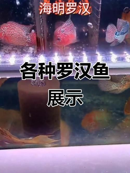 羅漢魚(yú)常見(jiàn)品種圖鑒