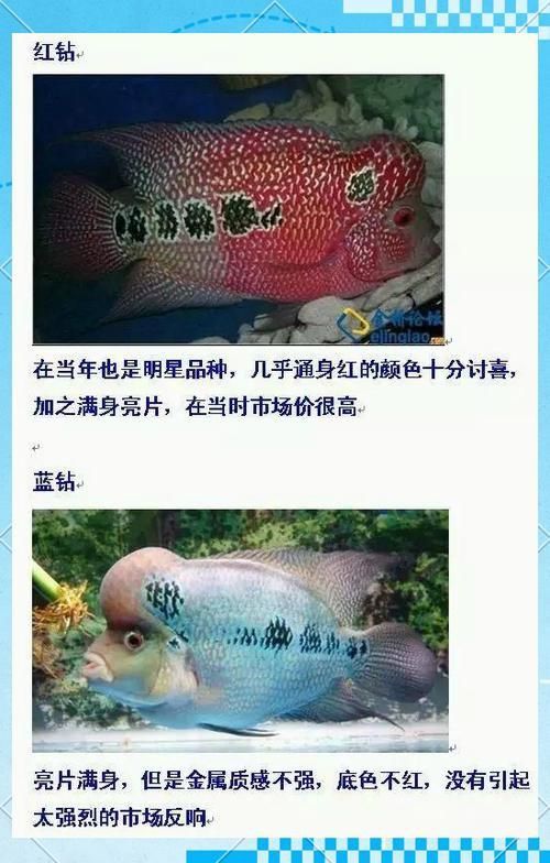 羅漢魚(yú)常見(jiàn)品種圖鑒