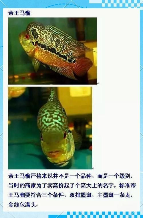 羅漢魚(yú)常見(jiàn)品種圖鑒