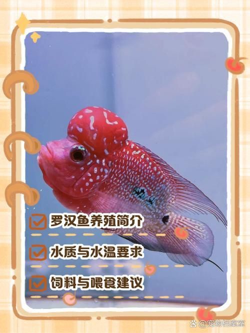 羅漢魚(yú)常見(jiàn)品種圖鑒