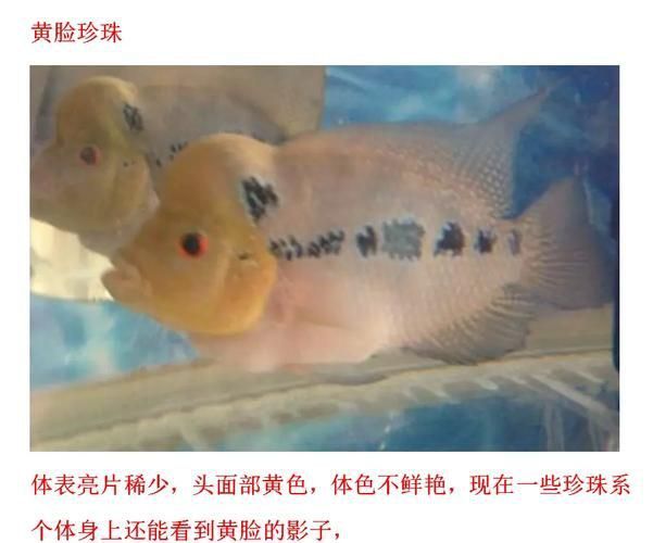 羅漢魚(yú)常見(jiàn)品種圖鑒