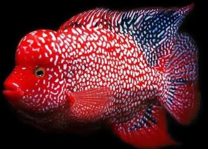羅漢魚(yú)常見(jiàn)品種圖鑒