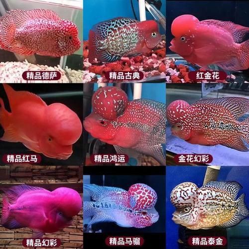 羅漢魚(yú)常見(jiàn)品種圖鑒