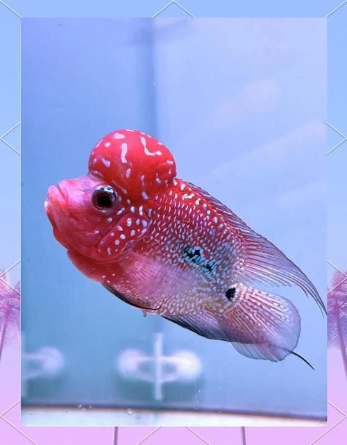 羅漢魚(yú)常見(jiàn)品種圖鑒