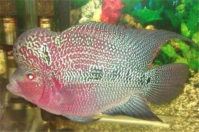 羅漢魚(yú)常見(jiàn)品種圖鑒