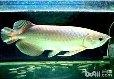 怎么喂養魚龍蝦苗：如何讓銀龍魚開口吃飼料