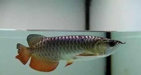 龍魚(yú)疾病引起龍魚(yú)燒尾的原因是什么呢視頻講解：關(guān)于龍魚(yú)疾病引起龍魚(yú)燒尾的原因