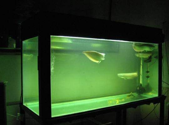 一般魚缸可以用多少年換水呢（不同季節魚缸換水后如何穩定水質魚缸換水技巧）