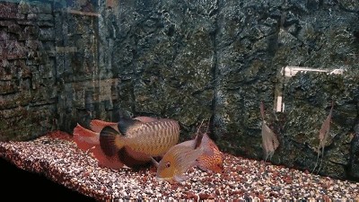 龍魚怎么配對最好：龍魚的配對方式有哪些