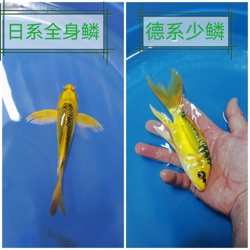 金貓錦鯉屬于什么檔次