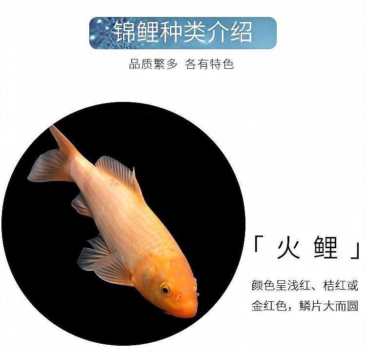 金貓錦鯉屬于什么檔次