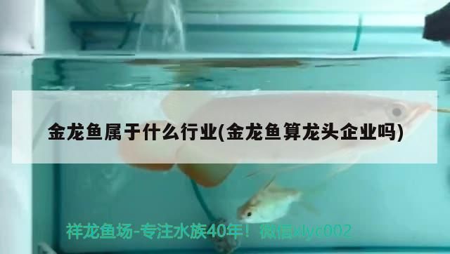 金龍魚屬于什么行業(金龍魚算龍頭企業嗎) 金龍魚屬于什么行業(金龍魚算龍頭企業嗎) 龍魚百科